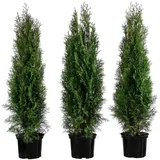 Dehner Thuja Lebensbaum Smaragd, für 1 Meter Hecke, 80-100 cm, 3 x 5 l Topf, Heckenpflanze