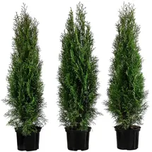 Dehner Thuja Lebensbaum Smaragd, für 1 Meter Hecke, 80-100 cm, 3 x 5 l Topf, Heckenpflanze