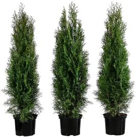 Dehner Thuja Lebensbaum Smaragd, für 1 Meter Hecke, 80-100 cm, 3 x 5 l Topf, Heckenpflanze