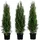 Dehner Thuja Lebensbaum Smaragd, für 1 Meter Hecke, 80-100 cm, 3 x 5 l Topf, Heckenpflanze