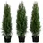Dehner Thuja Lebensbaum Smaragd, für 1 Meter Hecke, 80-100 cm, 3 x 5 l Topf, Heckenpflanze