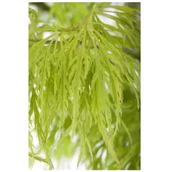 Acer palmatum 'Dissectum', Japanischer Ahorn, filigran, 30–40 cm