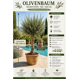 Blumen-Senf XXL Olivenbaum 25–30 Jahre alt Olea Europaea Hochstamm, 160–200 cm, Stammumfang 20 cm Mediterraner Olivenbaum