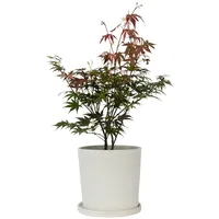 Plant in a Box - Acer palmatum 'Atropurpureum' Höhe