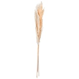 Asa Selection Trockenblume Pampasgras DRIED FLOWERS, Creme - H 75 cm - 6 Stück im Bund