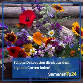 Kiepenkerl Sonnenblume Hohe Riesen Helianthus annuus