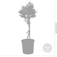 Bloomique - Olea Europaea - Olivenbaum Echt - Gartenpflanzen Winterhart - Höhe 40-50 cm - Topf 14 cm