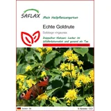 SAFLAX - - Echte Goldrute 100 Samen - Solidago virgaurea