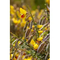 Pflanzen Für Dich Cytisus scoparius 'Andreanus Splendens', Besenginster, gelb-rot,