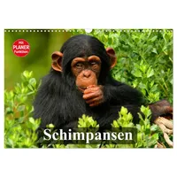 Calvendo Schimpansen (Wandkalender 2026 DIN A3 quer), CALVENDO Monatskalender