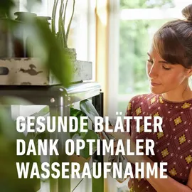 Compo Zimmerpflanzenerde 40 l