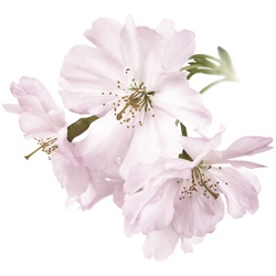 Wandtattoo QUEENCE „Malena“ Wandtattoos Gr. B/H: 90 cm x 90 cm, Blume, rosa Wandtattoos Natur
