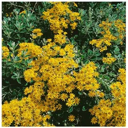 Senecio doria, ca. 9x9 cm Topf, robust und pflegeleicht
