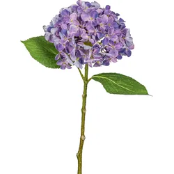 Hortensie FLOWERS - lila