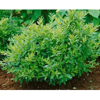 Pflanzen Für Dich Ligustrum vulgare 'Lodense', Gewöhnlicher Liguster, kompakt,