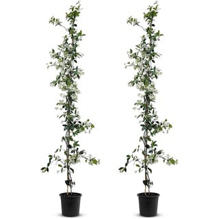 Tropictrees - Trachelospermum Jasminoides - 200cm - Winterhart - Sternjasmin - toskanischer Jasmin -Weiß - 2 pcs