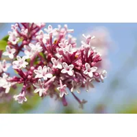 Pflanzen Für Dich Syringa microphylla 'Superba', Flieder, rosa Blüten,