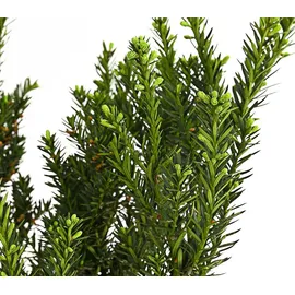 Dehner Becher-Eibe Hillii, für 1 Meter Hecke, ca. 60-70 cm, 4 x 4 l Topf, Heckenpflanze