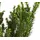 Dehner Becher-Eibe Hillii, für 1 Meter Hecke, ca. 60-70 cm, 4 x 4 l Topf, Heckenpflanze