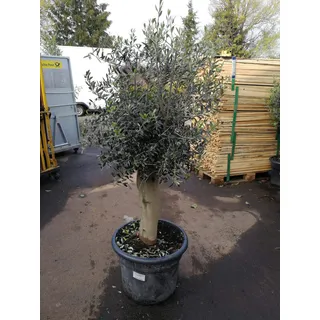 XXL Olivenbaum 25-30 Jahre – Olea Europaea Hochstamm, 160-200 cm, Stammumfang 20 cm – Mediterrane Schönheit, winterhart & immergrün – Ideal für Garten & Terrasse