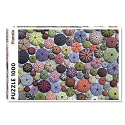 Piatnik Puzzle 5488 – Bunte Seeigelgehäuse – Puzzle, 1000 Teile, 1000 Puzzleteile bunt
