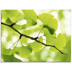Glasbild ARTLAND "Ginkgo", grün (farbe bild(er): grün), B:60cm H:45cm, Bilder, in verschiedenen Größen
