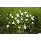 PlantaPro Staude Aquilegia caerulea 'Kristall'
