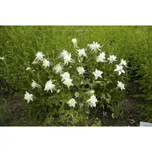 PlantaPro Staude Aquilegia caerulea 'Kristall'