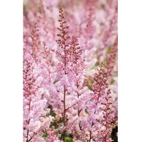 Pflanzen Für Dich Astilbe chinensis Serenade Prachtspiere, ca. 9x9