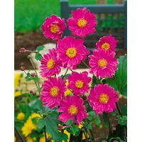 Pflanzen Für Dich Anemone japonica 'Pamina', Herbst-Anemone, ca. 9x9