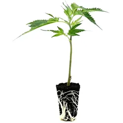 THC-Stecklinge - Cake & Punch