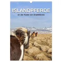 Calvendo ISLANDPFERDE an der Küste von Snæfellsnes (Wandkalender 2026