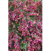 Pflanzen Für Dich Cytisus scoparius 'Burkwoodii', 60–80 cm
