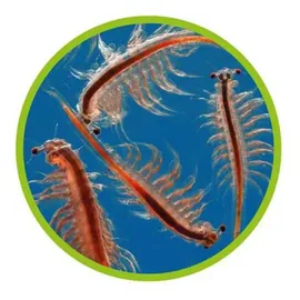 Hobby Artemia Aufzuchtschale