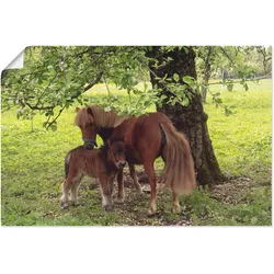 Wandbild ARTLAND "Pony - Mutterglück", grün (farbe bild(er): grün), B:60cm H:40cm, Bilder, als Alubild, Outdoorbild, Leinwandbild, Poster, Wandaufkleber