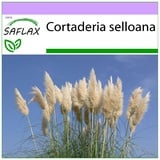 Saflax - Amerikanisches Pampasgras - 200 Samen - Cortaderia selloana