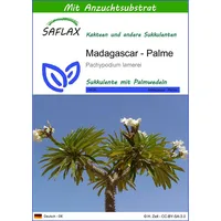 SAFLAX - Kakteen - Madagascar - Palme - 10