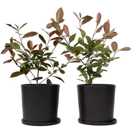 Plant in a Box - Photinia fraseri 'Red Robin' Höhe 30-40cm