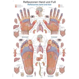 Lehrtafel Reflexzonen Hand und Fuß 70x100cm