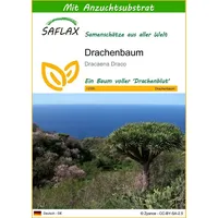 SAFLAX - Drachenbaum - 5 Samen - Mit keimfreiem