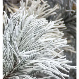 YODEYMA For You Eau de Parfum 50 ml