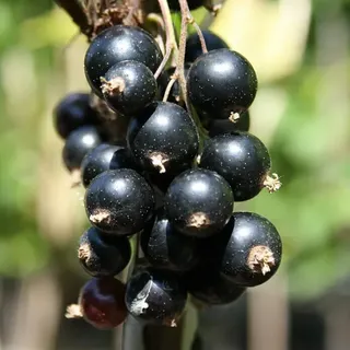 Schwarze Johannisbeere Titania  (Ribes nigrum Titania, Topfvolumen: 3,5 l, Busch, Erntezeit: Juli)