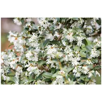 Pflanzen Für Dich Osmanthus burkwoodii, Duftblüte, immergrün, 40–60 cm