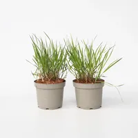 Plant in a Box - Fingergras - 2 Stück