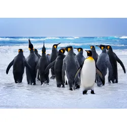 Fototapete PAPERMOON "King Penguins", bunt (mehrfarbig), B:3,5m L:2,6m, Vlies, Tapeten
