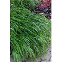 Pflanzen-für-dich.de Hakonechloa macra 'Albostriata' p 1
