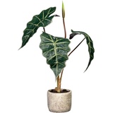 Creativ green Künstliche Zimmerpflanze »Alocasia«, grün
