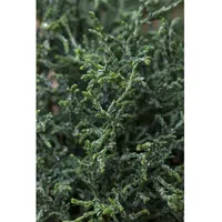 Pflanzen Für Dich Chamaecyparis obtusa 'Lycopodioides' Muschelzypresse 20–25 cm