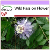 Saflax - Heilpflanzen - Passionsblume - 5 Samen - Passiflora incarnata