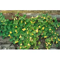 Pflanzen Für Dich Asarina procumbens Kriechende Löwenmaul, ca. 9x9